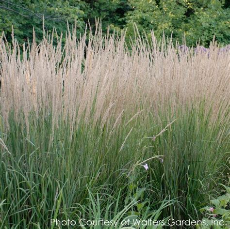 Calamagrostis Acutiflora Karl Foerster Feather Reed Grass Grasses