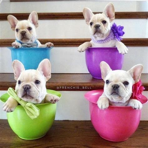17 French Bulldogs That Will Make You Smile Cutesypooh