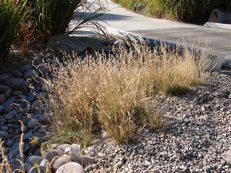 New Utah Gardener The Most Drought Tolerant Waterwise Ornamental
