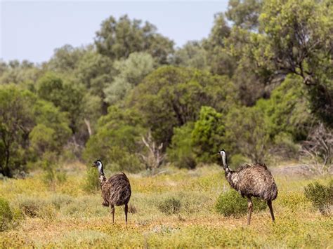 Where Do Emus Live Habitat Distribution Birdfact