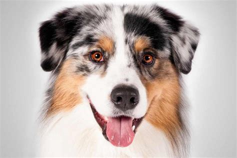Find berger picard puppies and dogs for adoption today! Australian shepherd Appearance, Characteristics and HD photos