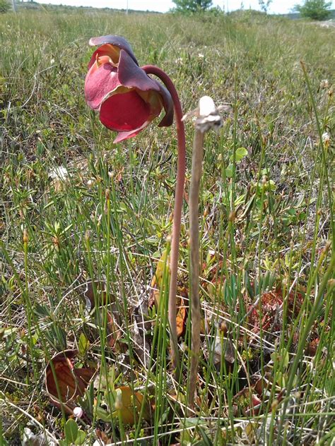 Pitcher Plant Provincial Flower For Newfoundlandlabrador Beautiful