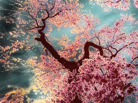 44 Cherry Blossom Tree Wallpaper On Wallpapersafari