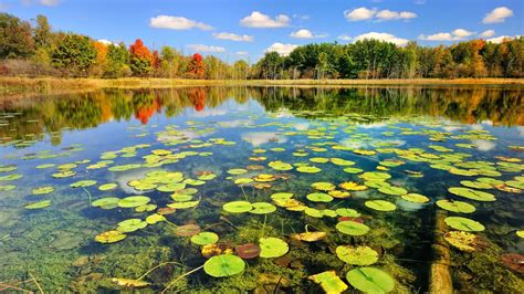Pond Wallpapers Top Free Pond Backgrounds Wallpaperaccess