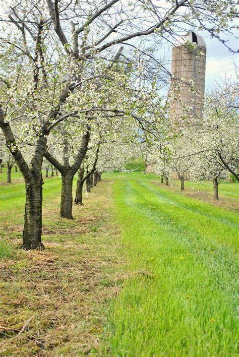 10 trees in a row. Orchards in Bloom | Bloom, Orchard, Country romance