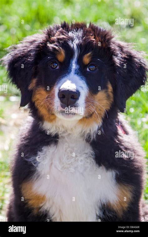 Three Month Old Bernese Mountain Dog Puppy A Working Breed And Herding