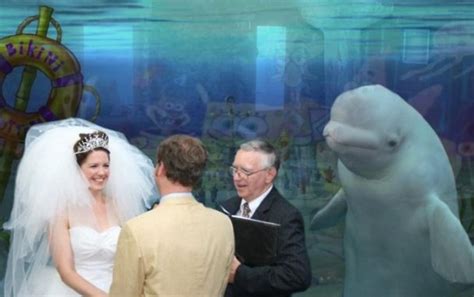 Beluga Whale Hilariously Photobombs Aquarium Wedding And The Internet