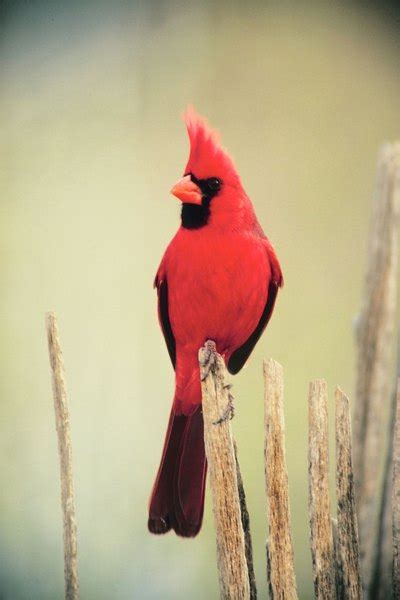 Meaning Of Red Cardinals To The Native Americans Animals