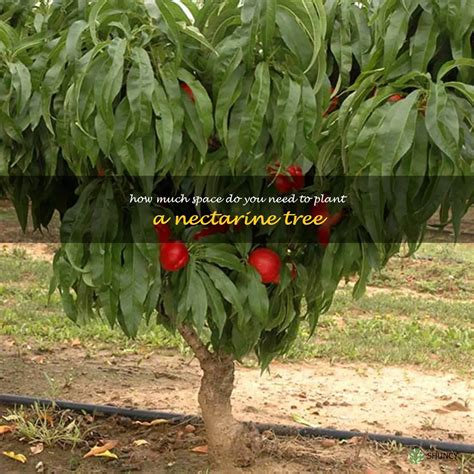 Growing A Nectarine Tree Understanding The Space Requirements For