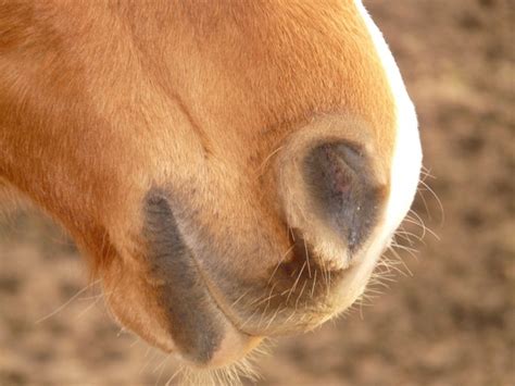 Horse Nostrils Nasal Opening Photos In  Format Free And Easy
