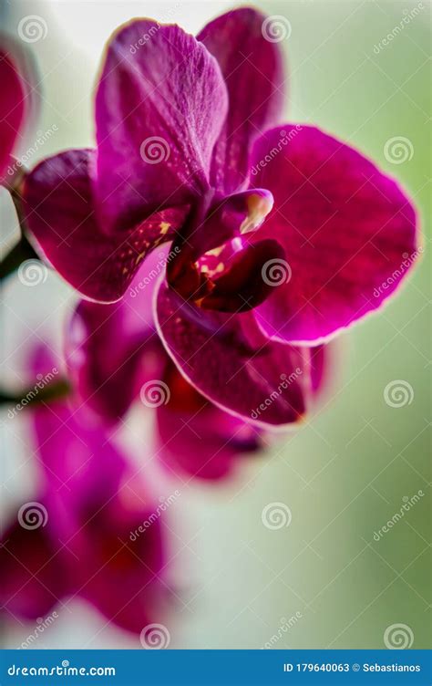 Close Up Of Beautiful Magenta Orchid Flower Backlit On Soft Background