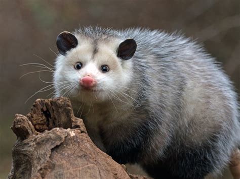 Baby Possum On Tracks Prompts Splash Mountain Closure At Disneyland