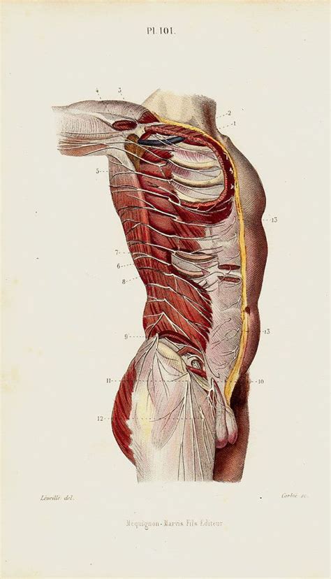 1843 Antique Anatomy Print Masculine Torso Veins Muscles Etsy