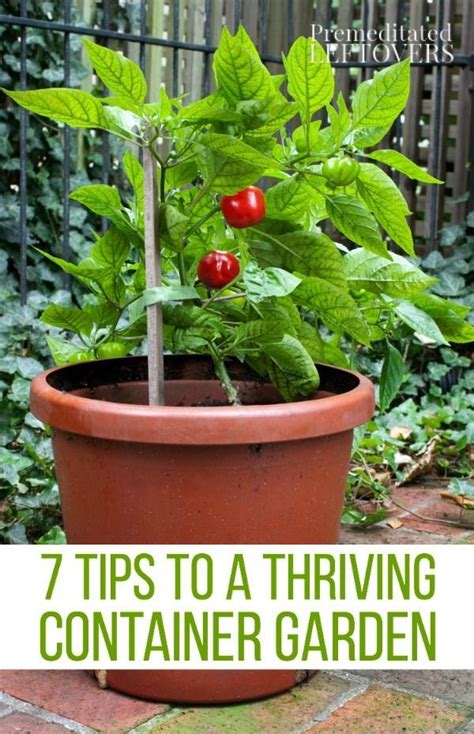 Tips For A Thriving Container Garden Container Gardening Vegetables