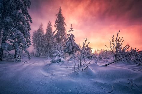 Download Sky Forest Snow Tree Sunset Nature Winter Hd Wallpaper By