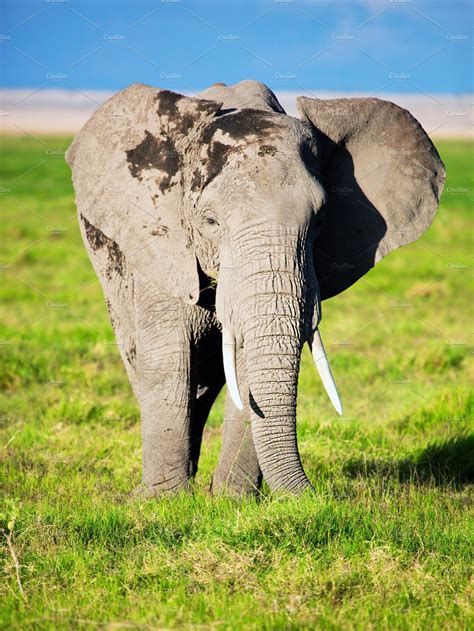 Elephant Portrait On African Savanna High Quality Animal Stock Photos