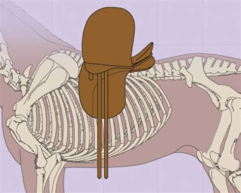 The Nine Points Of Saddle Fit Schleese