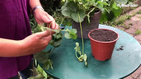 Gartentipp Wie Sie Erdbeeren In F Nf Einfachen Schritten Selber