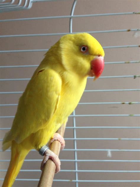 Yellow Ringneck Parrot In Littleover Derbyshire Gumtree