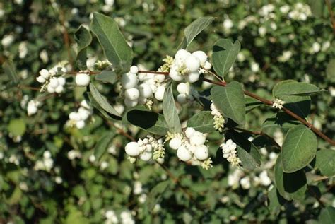 Grow Snowberry In Your Garden This Year The Habitat