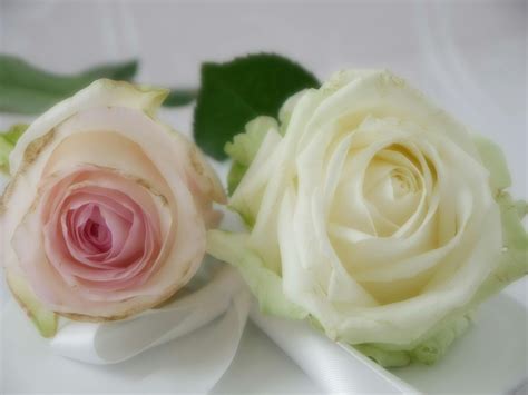 Free Stock Photo Of Love Pink Roses Rose Petals
