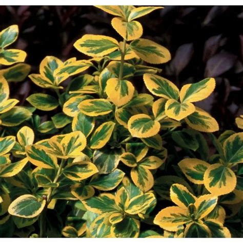 Gold Splash Wintercreeper Euonymus Live Evergreen Shrub Green And