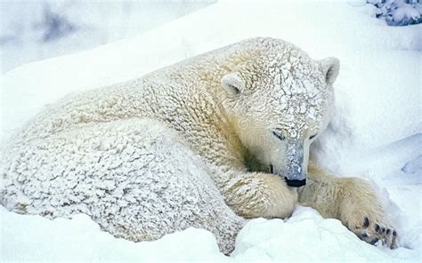 Sleeping Polar Bear In Canadian Arctic Stock Photo Image Of Sleeping