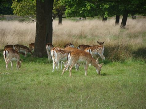 Photographs — Richmond Park — Deer — 20 May 2016 — 10 —