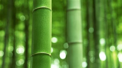 Bamboo Backgrounds Free Download Pixelstalk Net