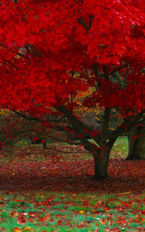 Free Download Japanese Maple In Autumn 2560x1440 For Your Desktop