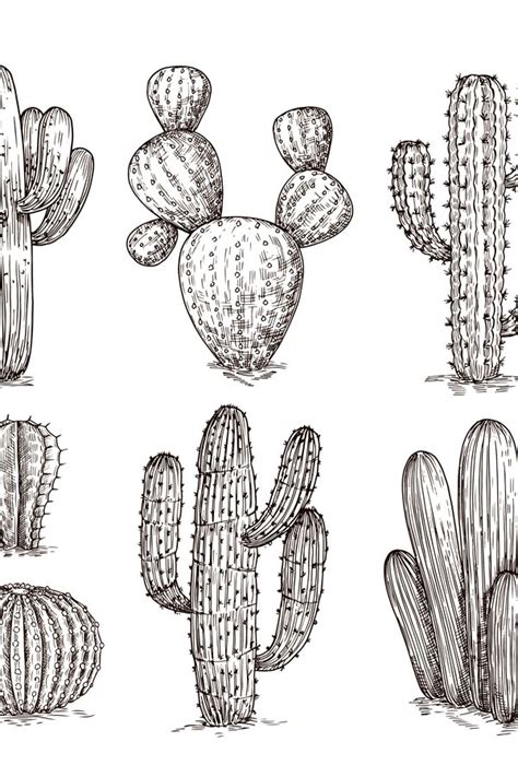 Hand Drawn Cactus Western Desert Cacti Mexican 1027548