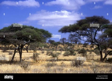 Open Acacia Tortilis Woodland And Baobab Trees With Impala Antelope In