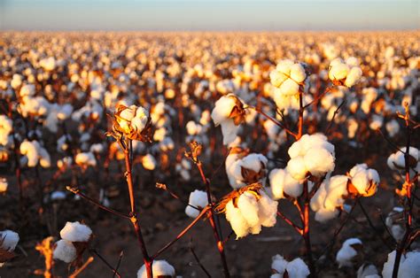 File:Cotton field kv24.jpg - Wikimedia Commons
