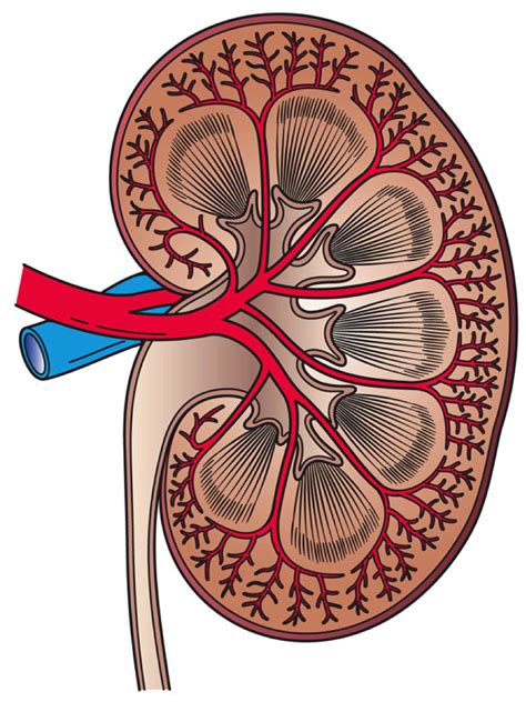 Find Everything Structure And Function Of Kidney