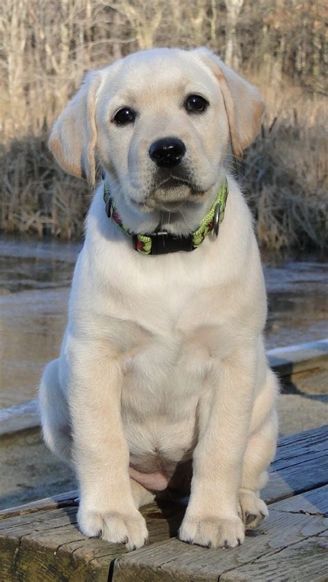 So, if you go out and get one, it's on you. 10 Adorable Labrador Retriever Puppies You've Ever Seen