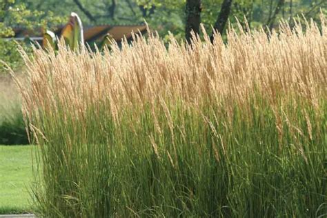 Calamagrostis X Acutiflora Karl Foerster Feather Reed Grass