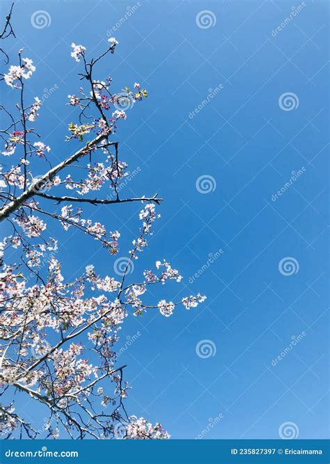 Japanese Cherry Blossoms With Blue Sky Background Vertical Photo Image