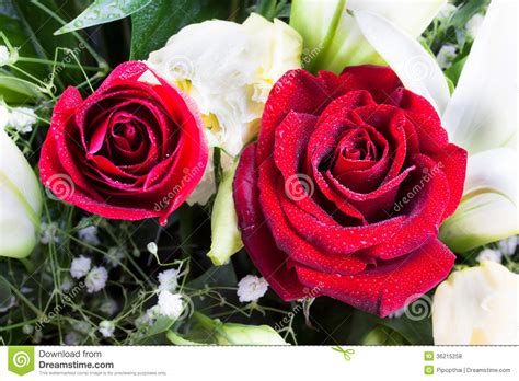 Beautiful Red Rose With Water Drops Royalty Free Stock