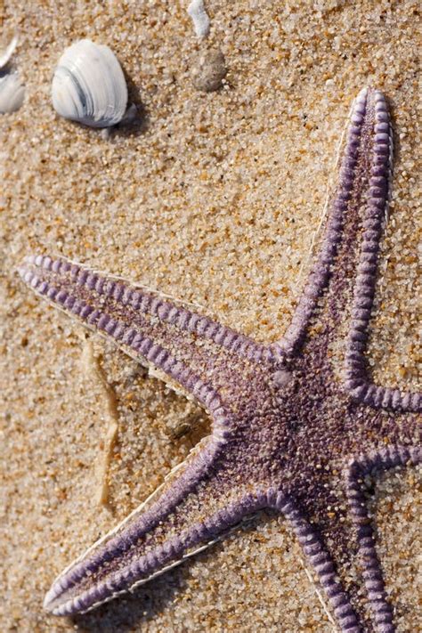 Starfish On The Sand Stock Image Image Of Sand Background 14307285