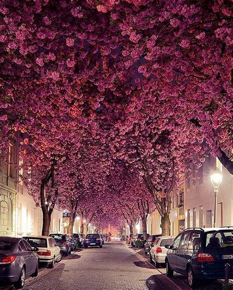 🌸cherry Blossom Trees Bonn Germany 🌸tag Who Youd Go Here With Photo