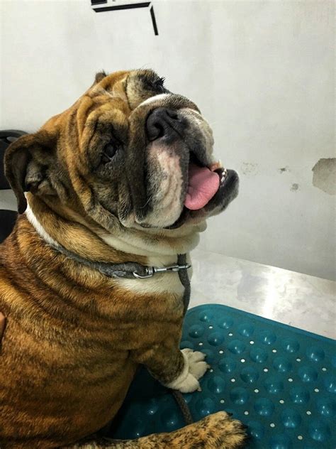 French bulldog information, how long do they live, height and weight, do they shed, personality traits, how much do they cost, common health issues. Pin by Rj Esguerra on lacie | Bulldog, French bulldog, Dogs