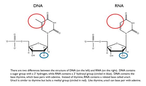 Dna Vs Rna Structure And Function Slide Share