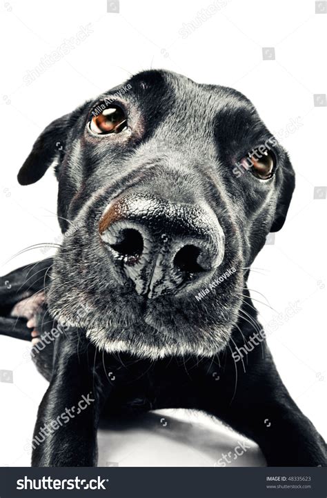 Funny Closeup Of A Cute Mutt Stock Photo 48335623 Shutterstock