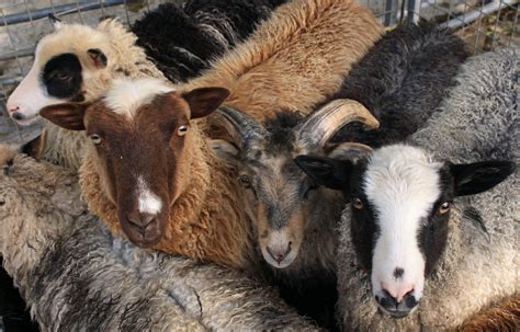 Wovember Celebrating Wool For What It Is Shetland Sheep Sheep