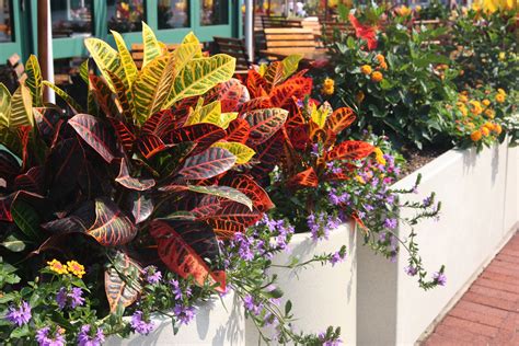The designer will guide you. Black Gold Here are the Best Tropical Foliage Plants for ...