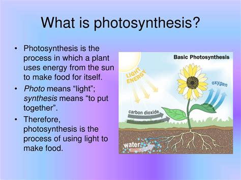 Ppt Photosynthesis Powerpoint Presentation Free Download Id559233