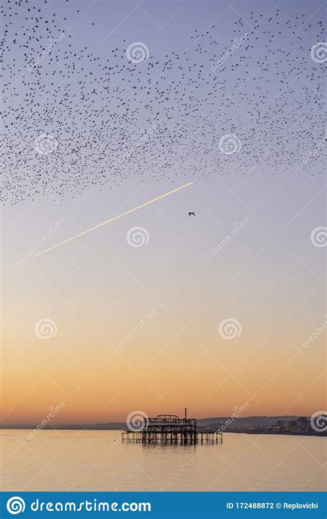 The Starling Murmuration In Brighton Editorial Photography Image Of