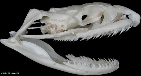 Bio370 Snake Skull
