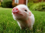 Cute Baby Pigs Wallpapers - Top Free Cute Baby Pigs Backgrounds ...