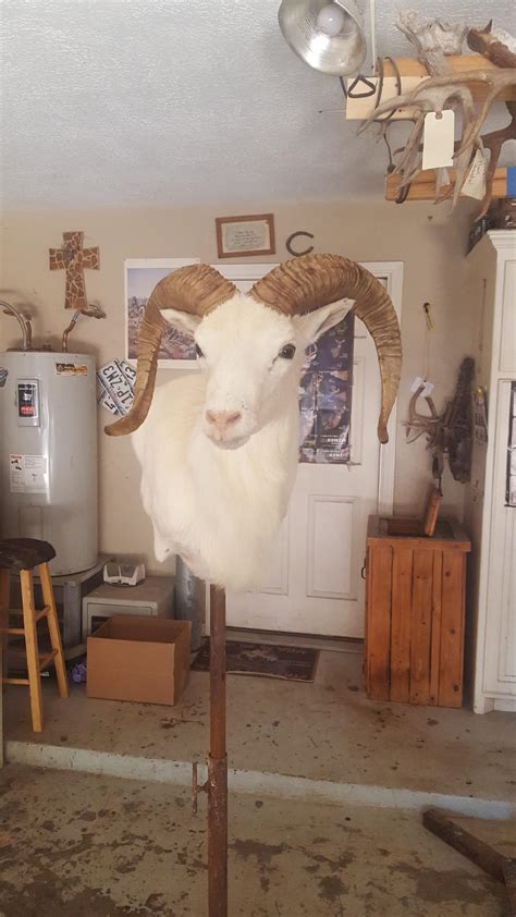 My White Mouflon Hybrid Is Finally Dried And Painted This Is The First